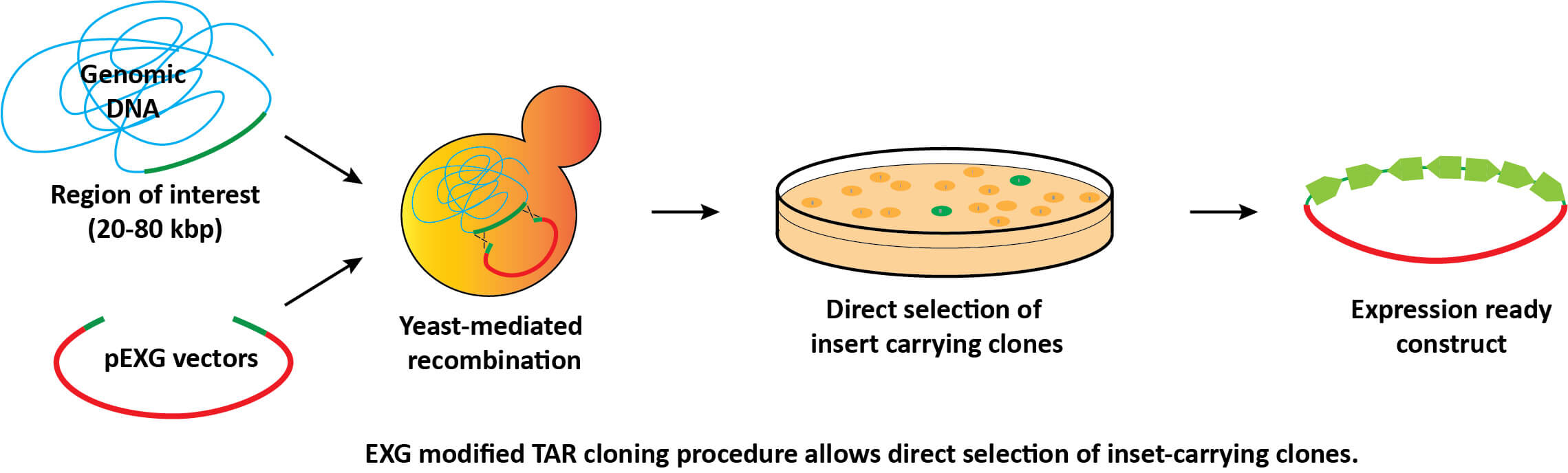 cloning